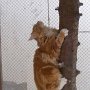 Dancingcat Bonifac Dancingcat Bonifac